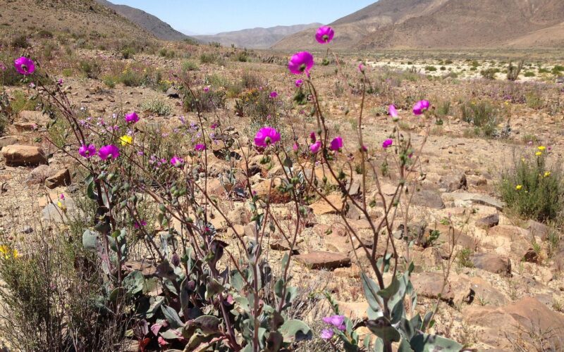 Desierto florido en la región de Atacama