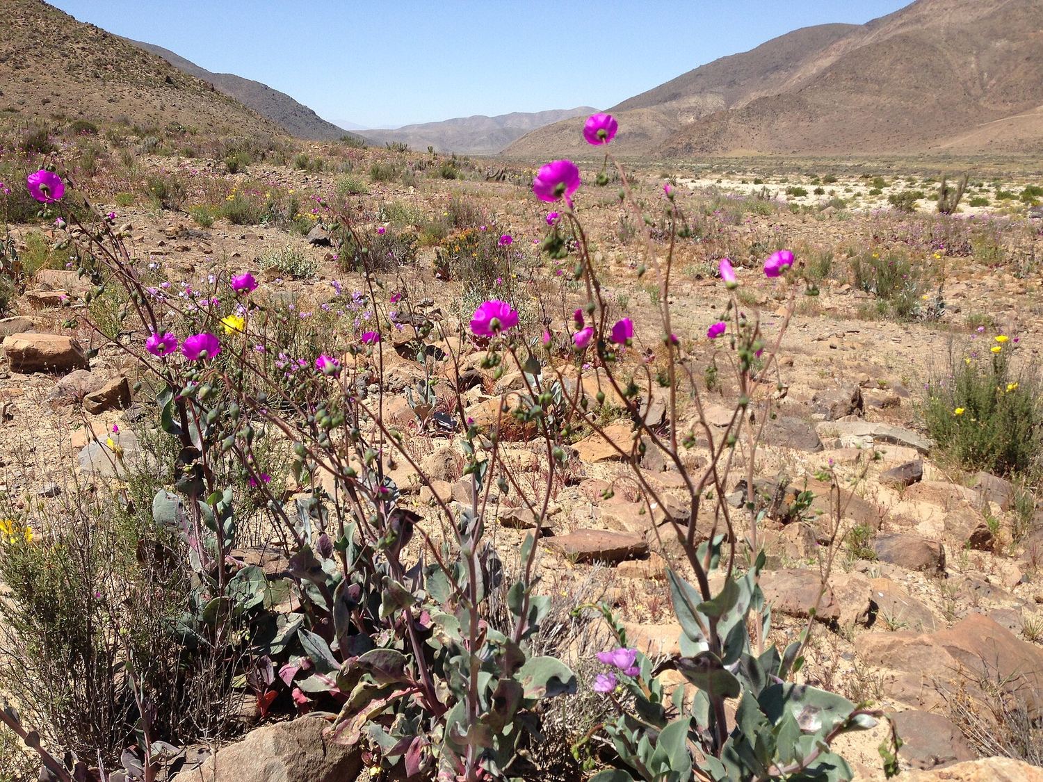 Desierto florido en la región de Atacama
