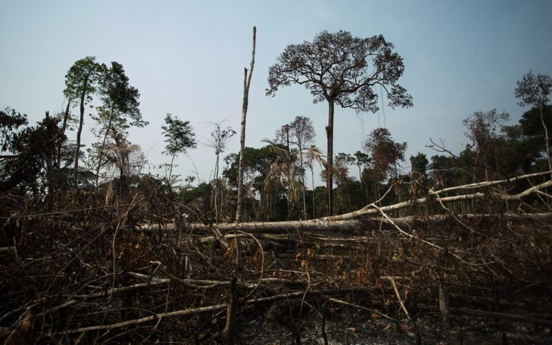 Deforestación y quemas en la Amazonía, 2020