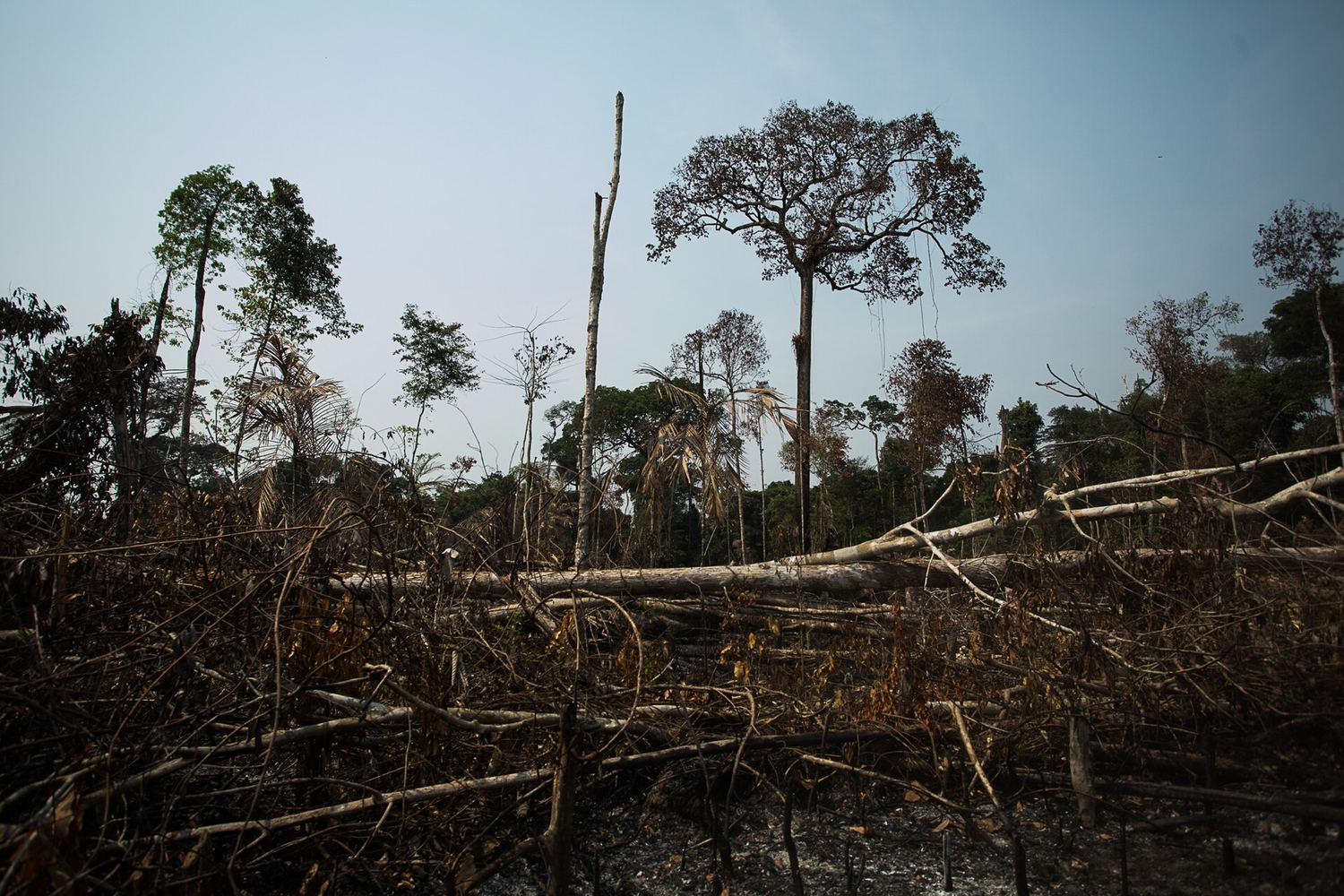 Deforestación y quemas en la Amazonía, 2020